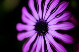 Zsuzsa Purple_flower_on_black