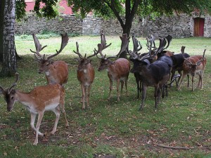 Antonia 512px-Blatná_(CZE)_-_fallow-deer_in_park