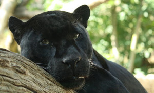 puma 512px-Black_Panther_by_Bruce_McAdam