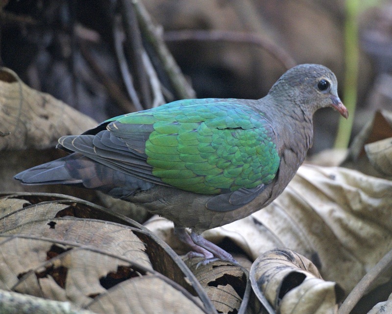 Mary Ann Emerald_Dove_(Chalcophaps_indica_indica)