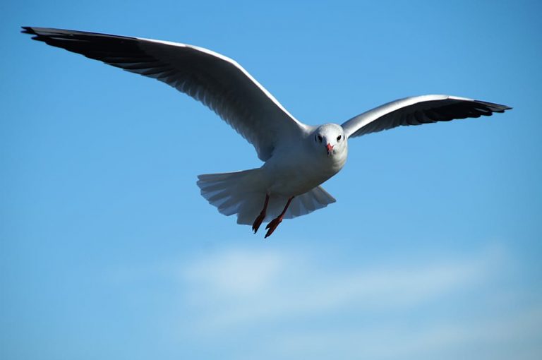 gull-tern-bird-flight-39822 hall pixabay.com pexels.com photo credit