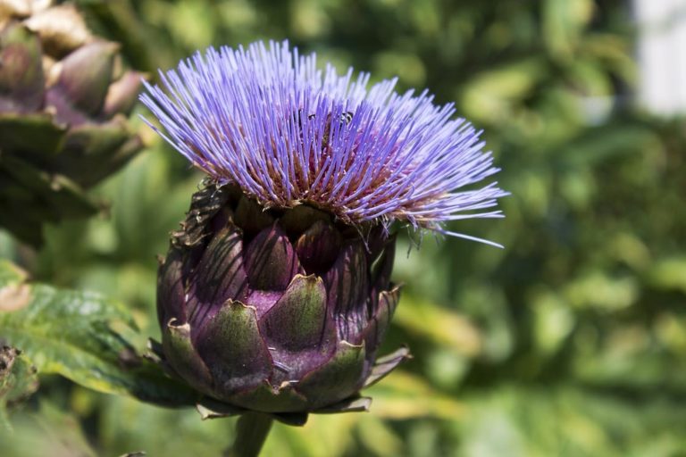 artichokes 2020 pexels.com pixabay.com