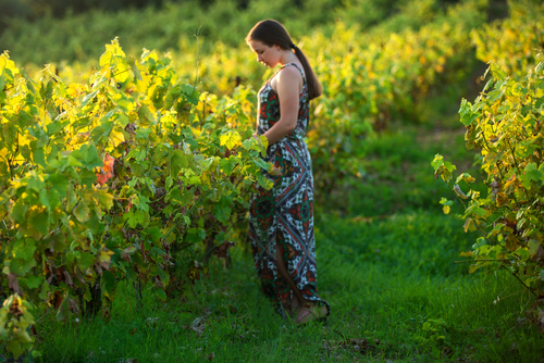 Woman,In,Vineyards,Autumn,Sunrise